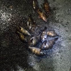 フロートメバリング