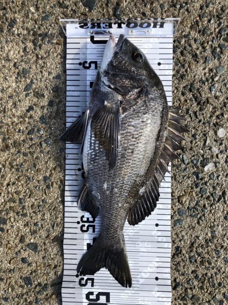 イチノ兄弟(兄)釣果!