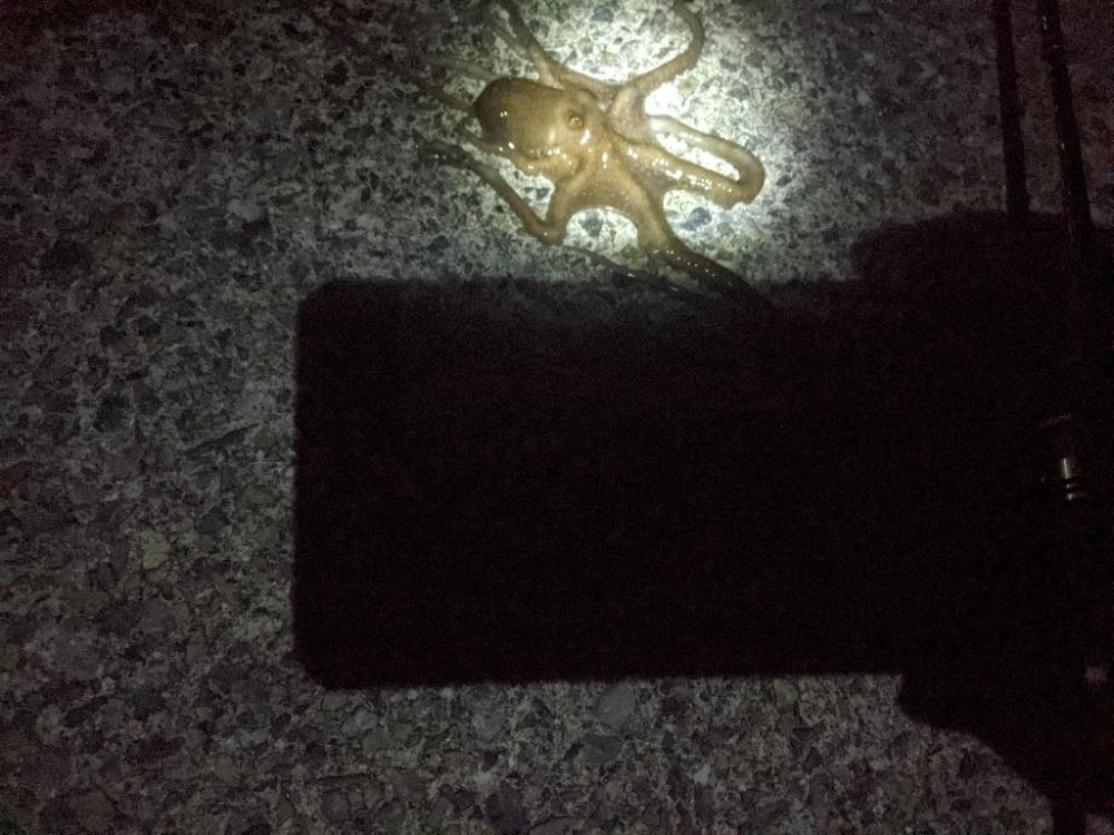 🐙ミニモニタコちゃん🐙