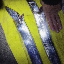 由々しきゴミ問題