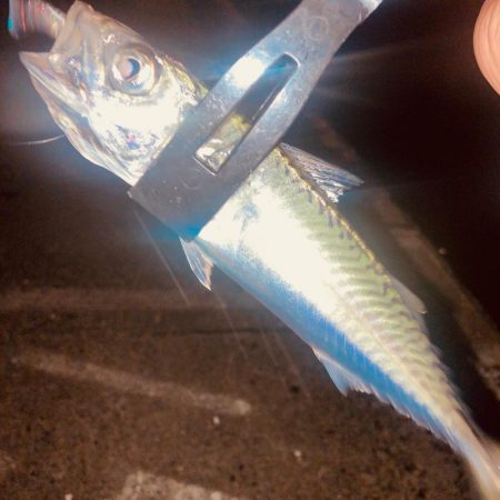 深夜のノンキーアジング