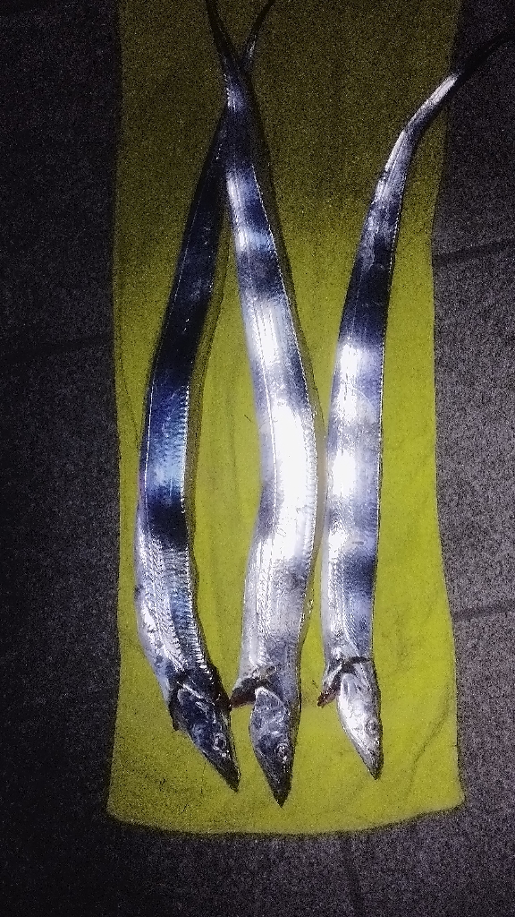 まだ釣れはするがもう厳しいか