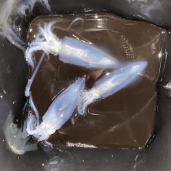 ヒイカを釣りたい