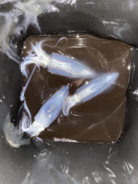 ヒイカを釣りたい