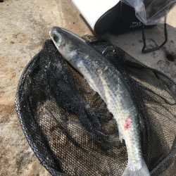 白浜の見草地磯でグレ10匹GET