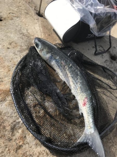 白浜の見草地磯でグレ10匹GET