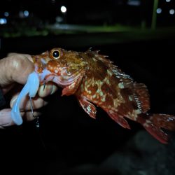 陸っぱり釣行記