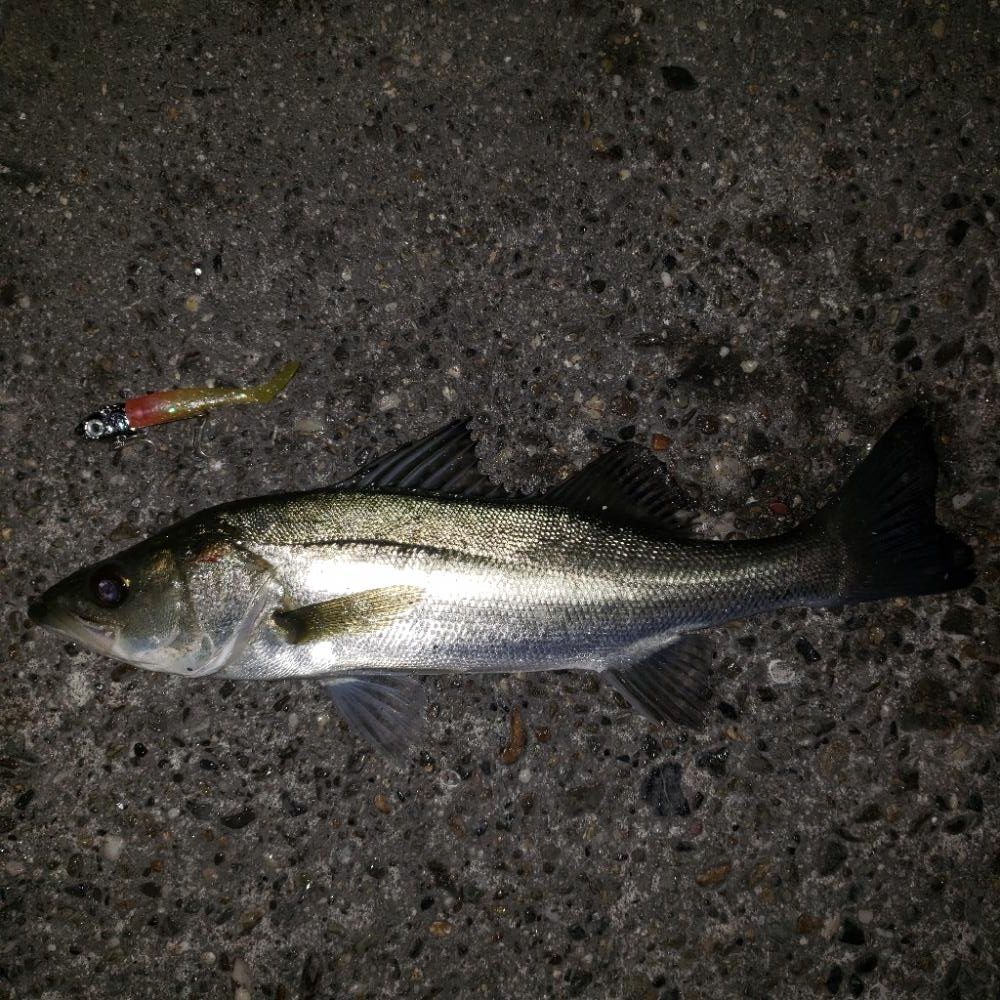 シーバス爆釣！