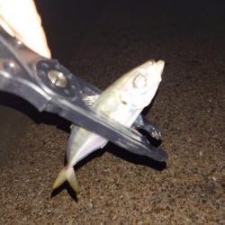 ラインのテスト釣行