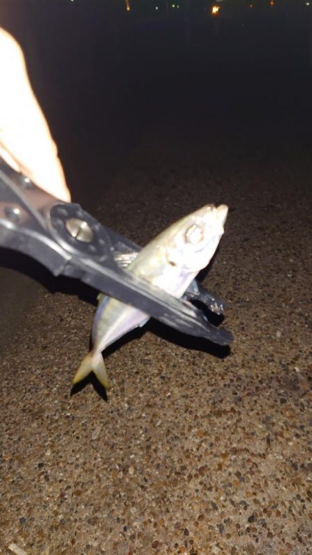 ラインのテスト釣行