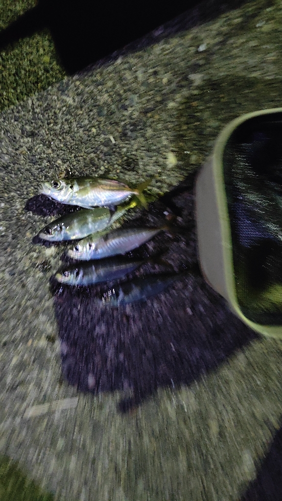 久々のアジング