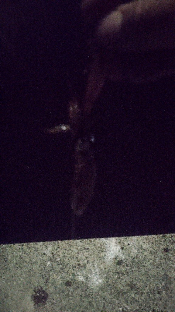 ヒイカエギング