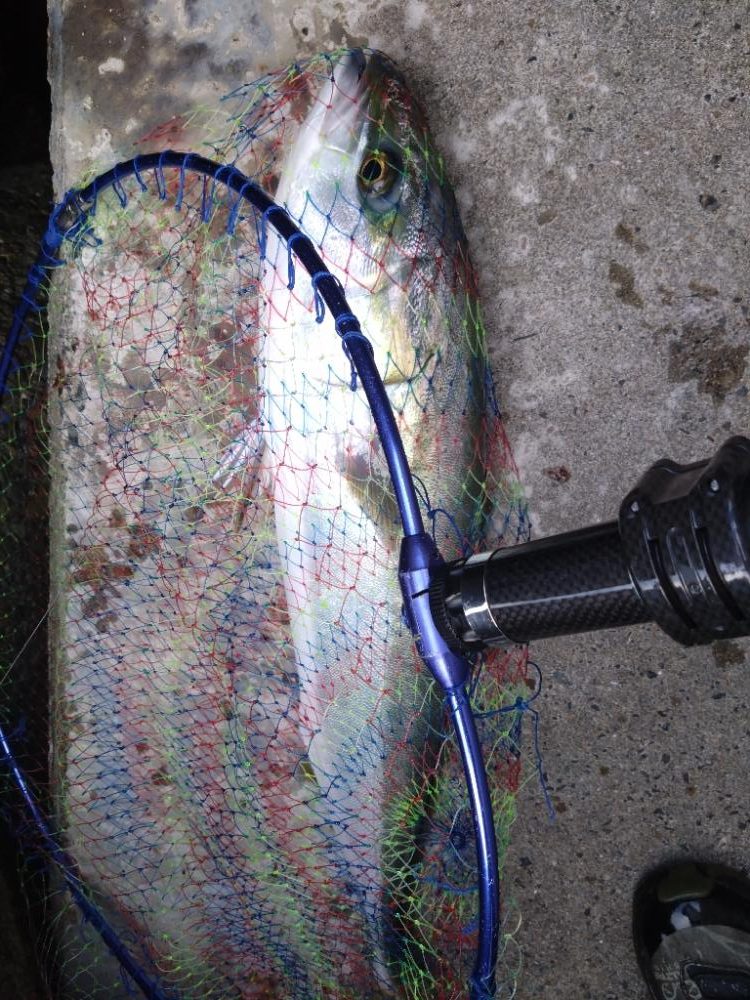 メジロ回遊してます！