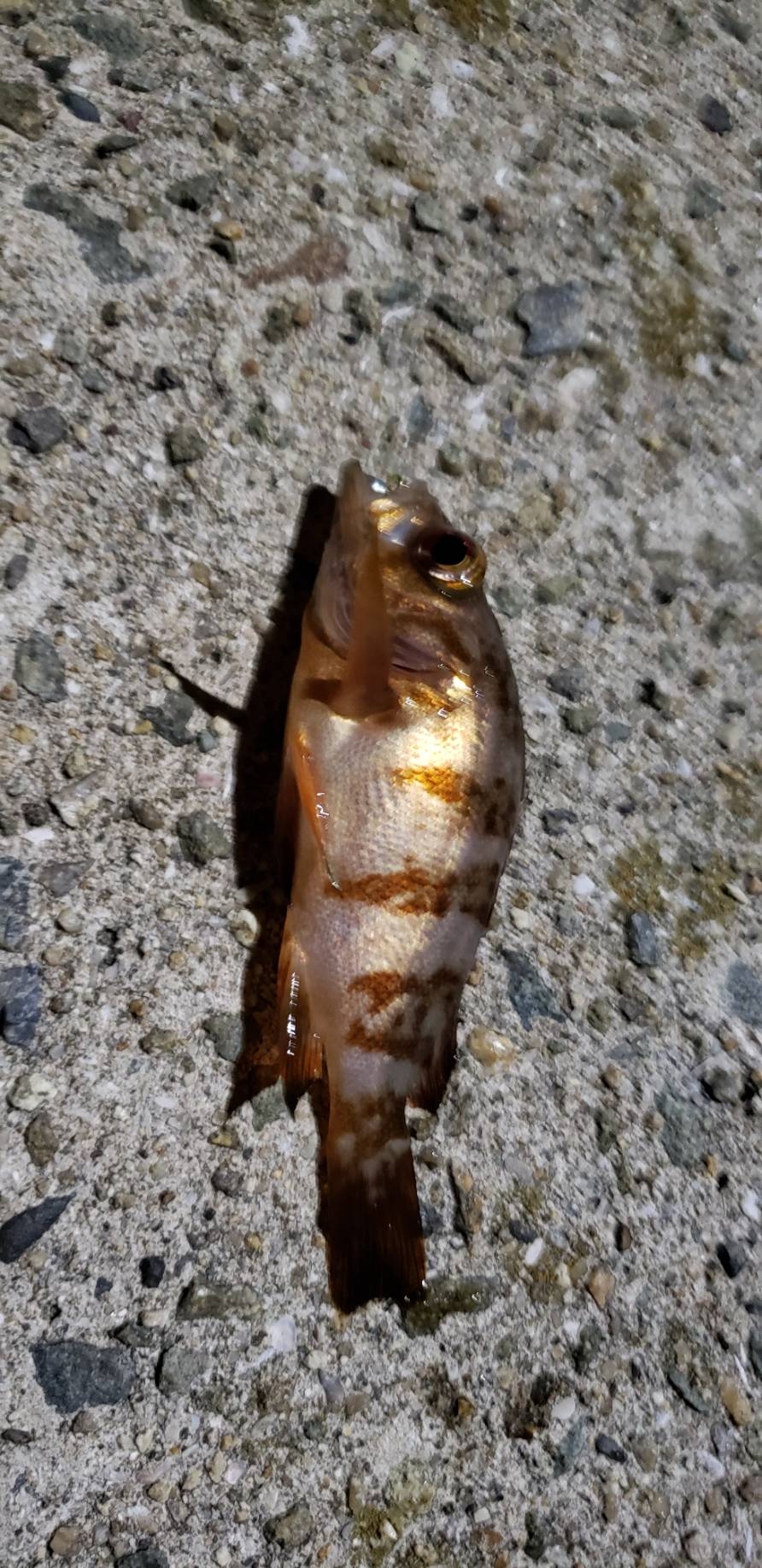 アジ探し@淡路島