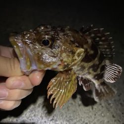 初尺アジは気持ち悪い