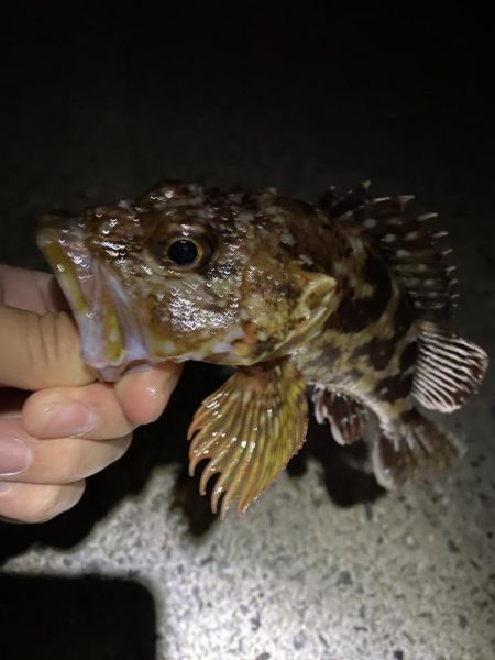 初尺アジは気持ち悪い