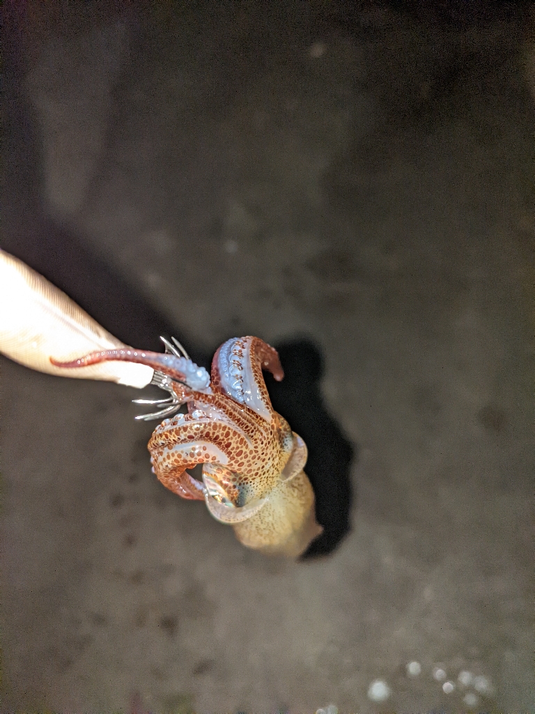 ヒイカとアジ狙い