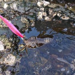 遂に対馬が選択できる！！