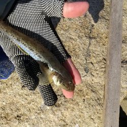 淀川ハゼ～21.8cm、僅かに更新…