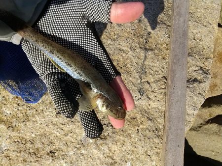 淀川ハゼ～21.8cm、僅かに更新…