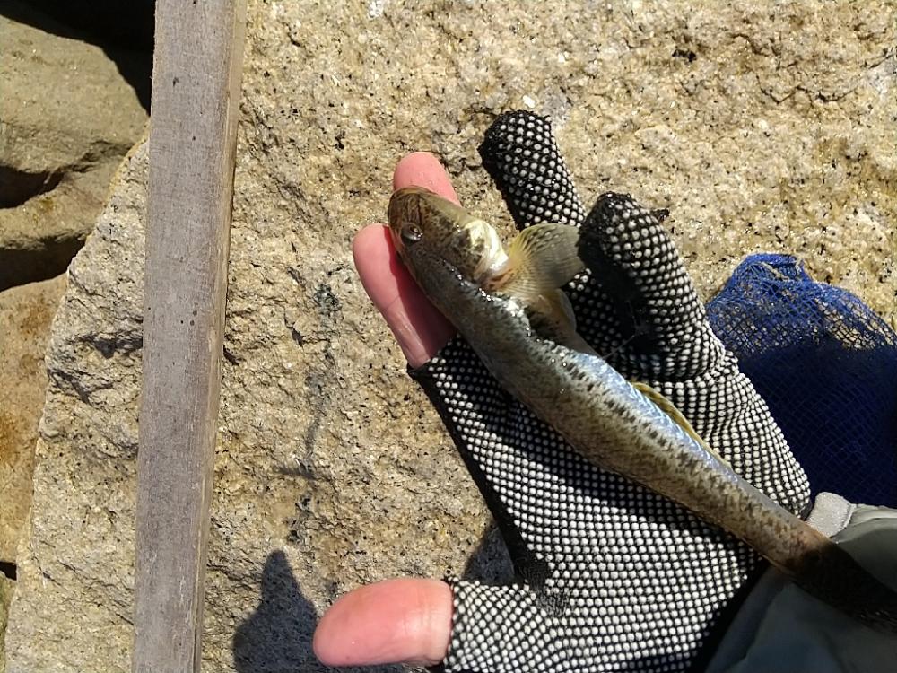 淀川ハゼ～21.8cm、僅かに更新…