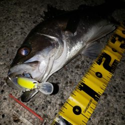 リベンジ朝練釣行！