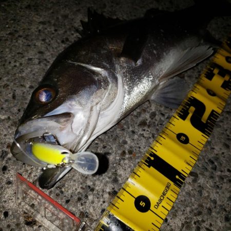 リベンジ朝練釣行！