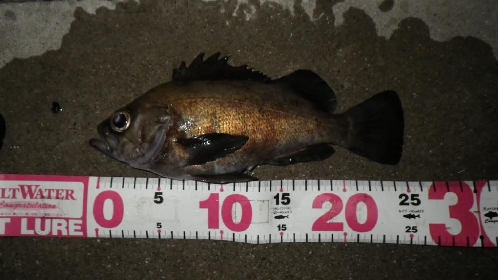 クリスマスイブナイトゲーム