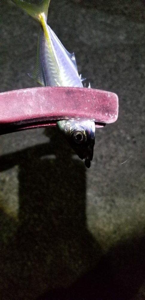 ナイトアジング