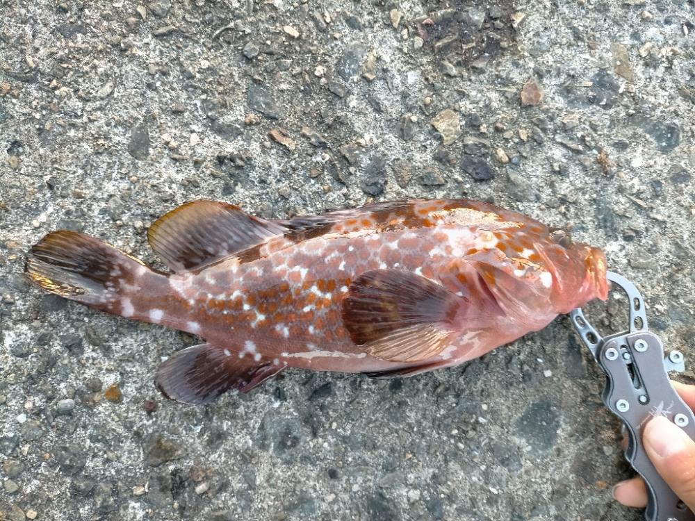 嬉しい魚