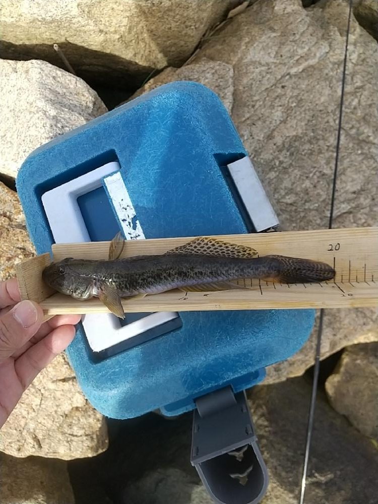 淀川ハゼ～20cmは釣れてるんだけどね…