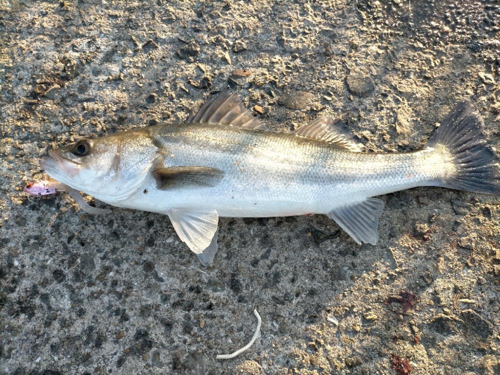 シーバスゲット!!