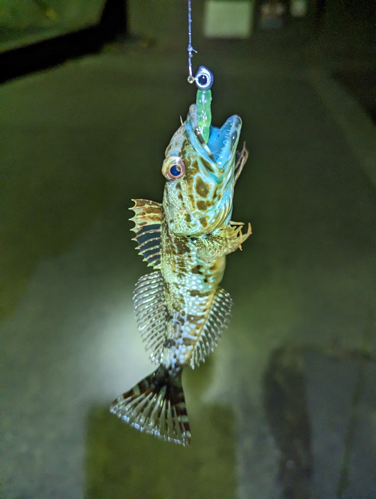 陸っぱり釣行記