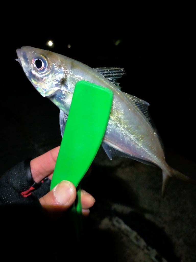 月下美人の鱗つけ