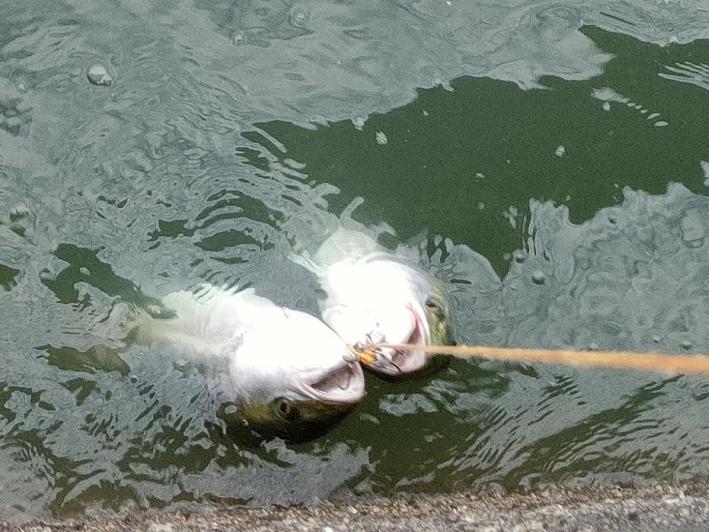 今シーズン青物8,9匹目は3週間ぶり