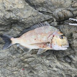 たかたかの釣り日記