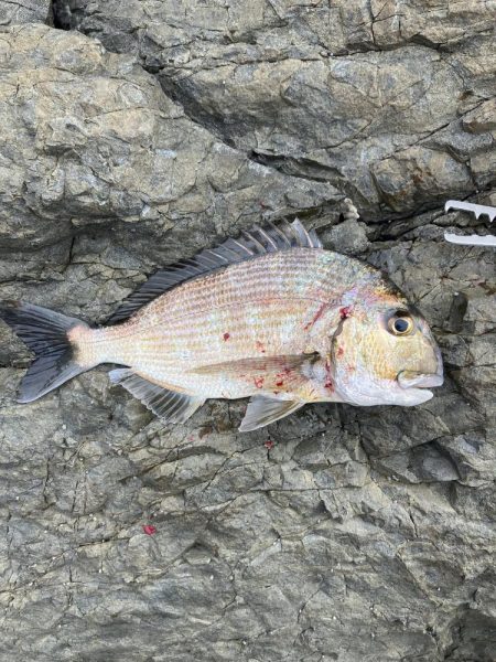 たかたかの釣り日記