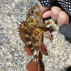 釣り納めメバリング