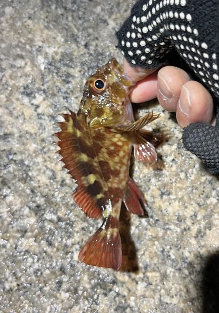 釣り納めメバリング