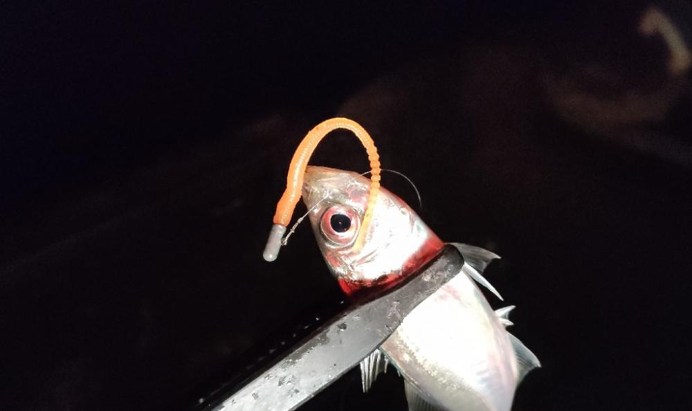 年末商戦の隙間アジング