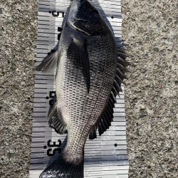 イチノ兄弟（兄）釣果！