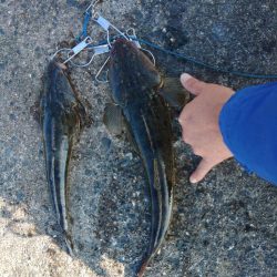 久しぶりの釣果♪