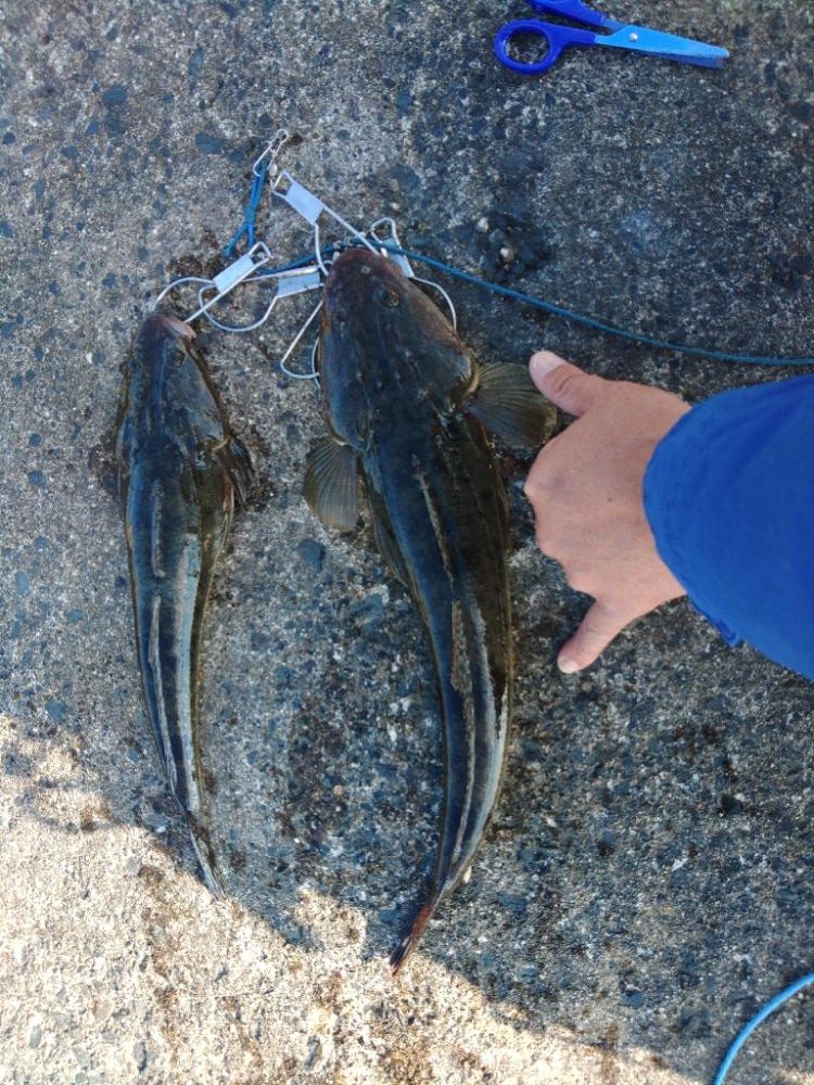 久しぶりの釣果♪