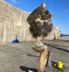 神谷荘さんでカゴ釣り