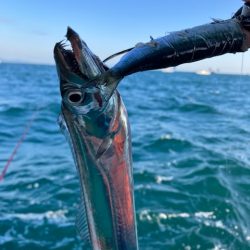 泉州丸さんで太刀魚