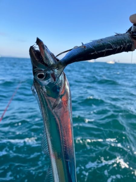 泉州丸さんで太刀魚