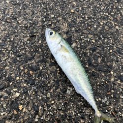 朝マヅメアジング