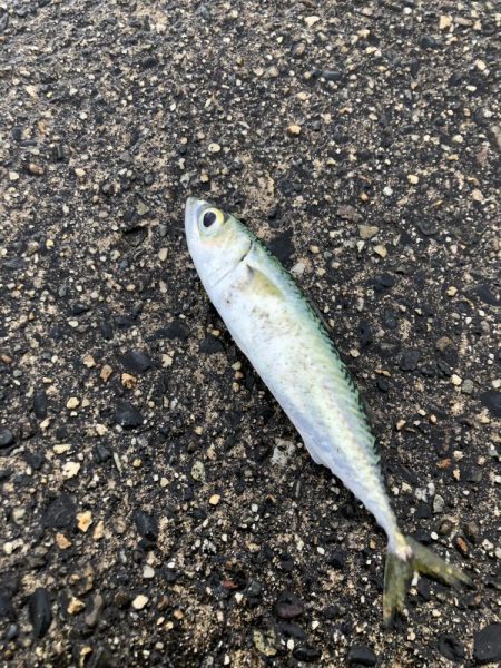 朝マヅメアジング