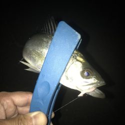 フロートリグでメバル調査