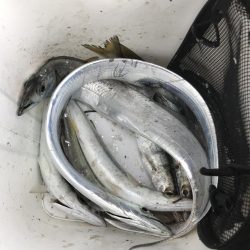 メタルジグで太刀魚&カマスGET